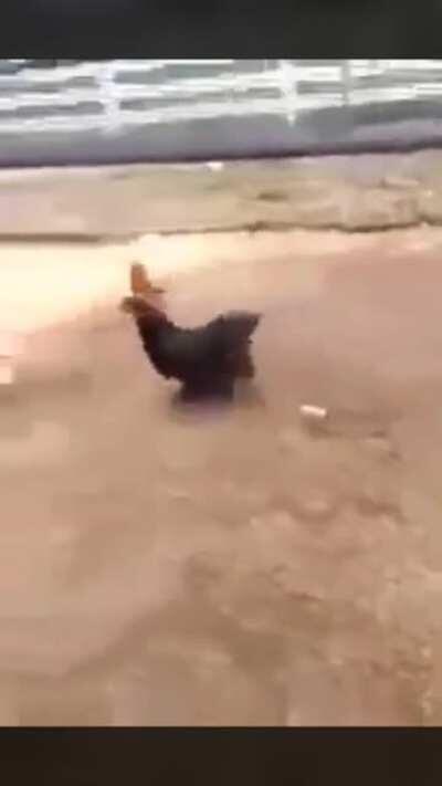 Found this on liveleak some years back