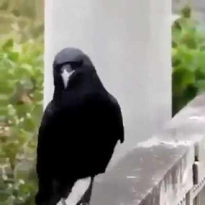 Crow on a catwalk