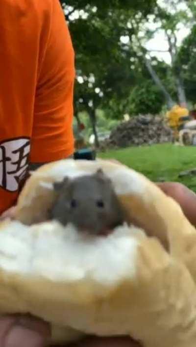 hmmm 🐭🍽😋🤤