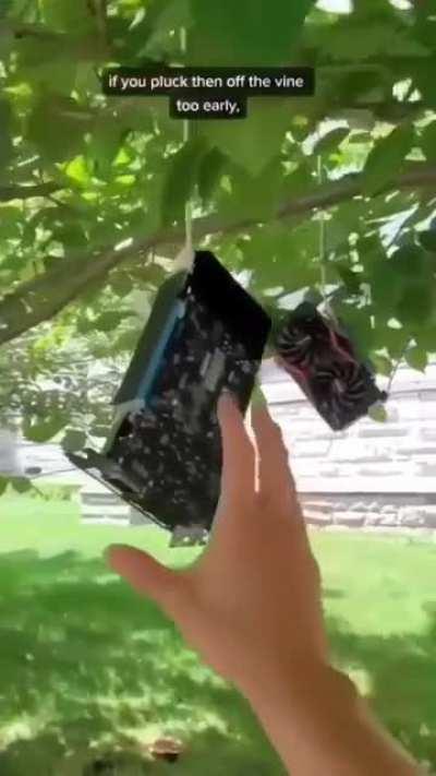 I don't know why y'all are complaining, all you need is good soil and water.