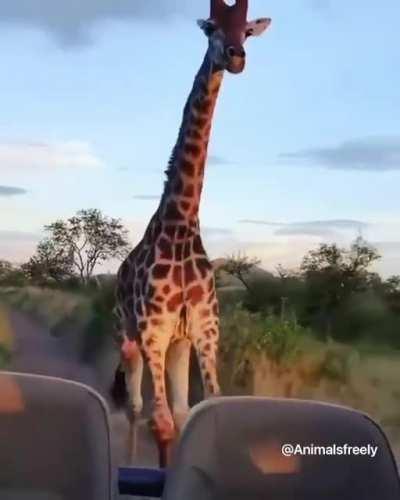 Wait wait, guys! I wanna come, too!!