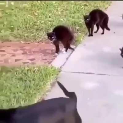 Let's get back human,wrong way!