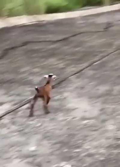 Baby goat reunites with its mom and herd after being lost overnight