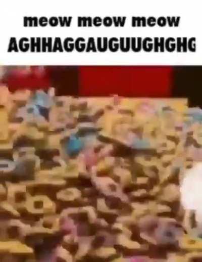 meow meow meow AAAAAAAA
