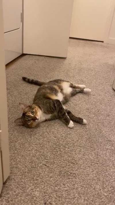 Winter is so bored but I can’t play right now 😩 (I’ll play with her later I promise)