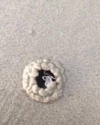 Look at it's little house!!