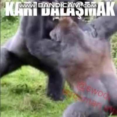 Moralim bozukken açıp gülüyorum siz de gülün