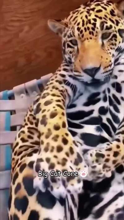 Don't let the fangs fool you-I'm just a big baby