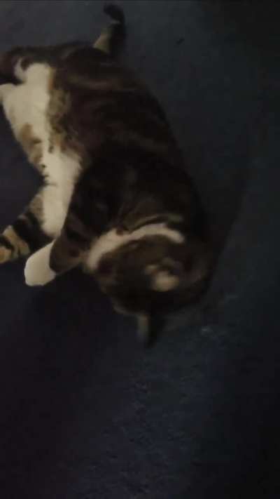 Ollie knows I'm heading out, so gets the pets in before I leave.