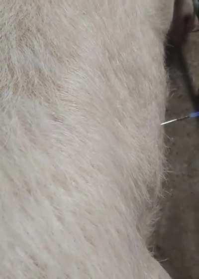 Treating bloat in Cows.🐄💨 Bloat is a digestive disorder that results from the build up of excessive gas,which can can ultimately lead to death. This method of treatment helps the cow by releasing methane & the flames help the vet gauge the remaining g