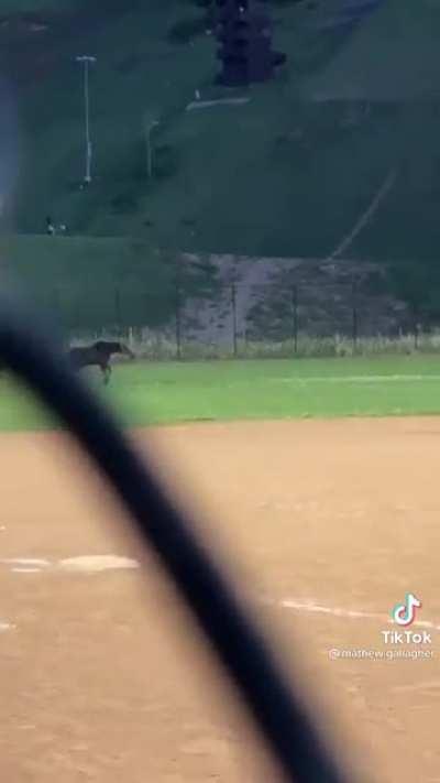 Moose enters the field to the horror of the baseball players