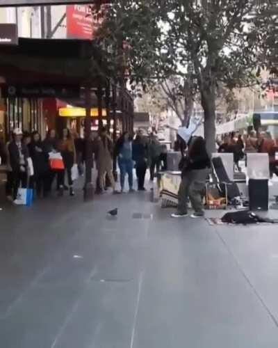 This pigeon can dance!
