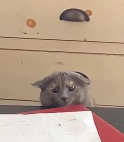 We'll Get Him Next Time