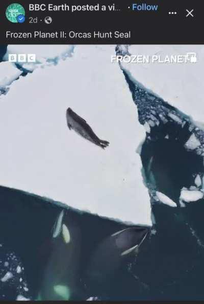 Fuck that seal (implied seal eating only)