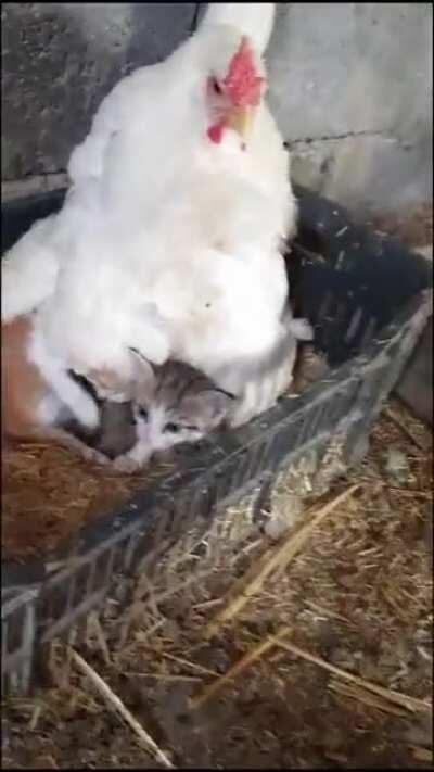 This Chicken Loves These Babies...