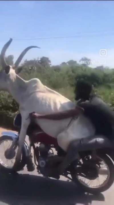 A cow riding on a motorcycle