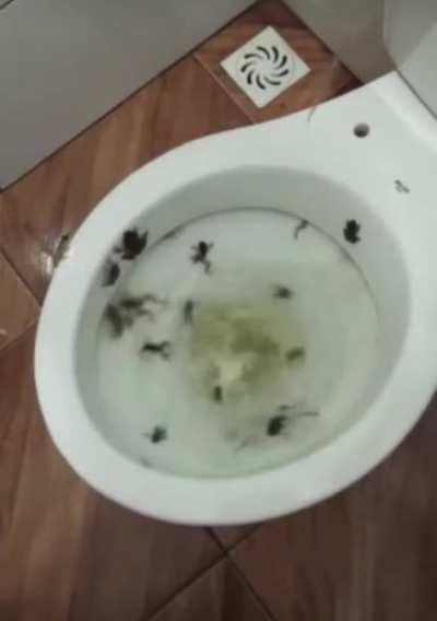 toilet frogs