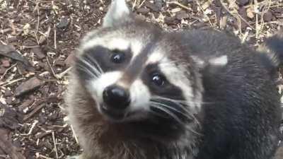 People were disappointed at the lack of noms in my last post, so here’s MANY noms