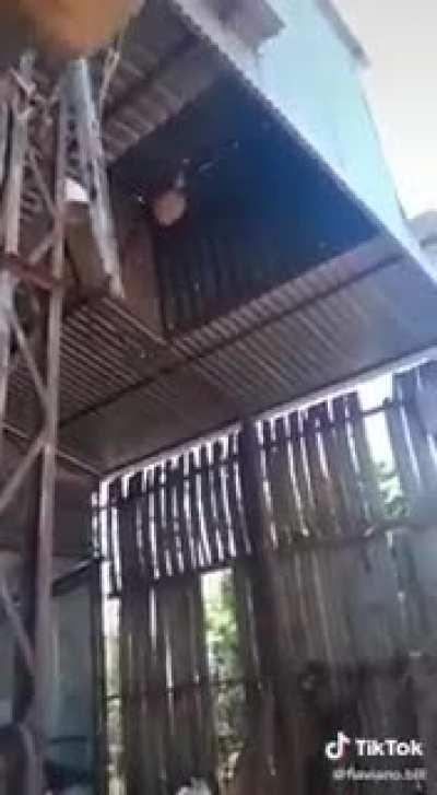 Easy Fix on a waspnest