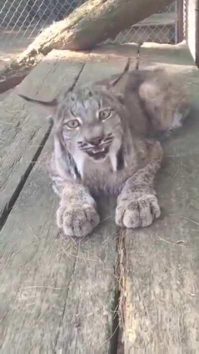 Big cat, smol noises