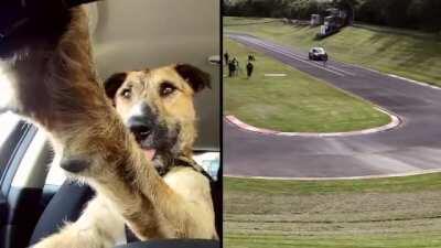 Doggo Driving School