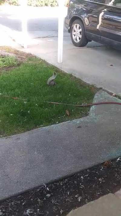 My squirrel friend, Popcorn, doing his 