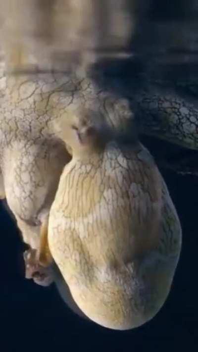 Цветные сны