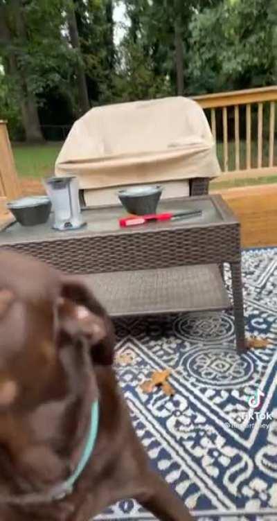 Zoomies in retaliation! How dare she take his chicken?!