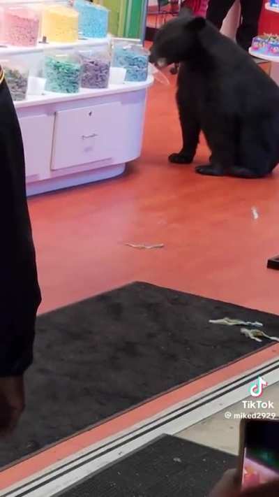 Hungry bear wanders into Tennessee candy store
