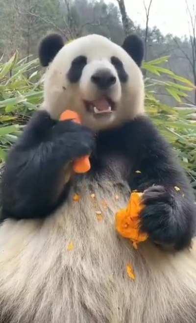 panda Eating Carrot