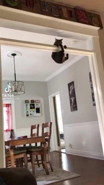 Cat Trapeze Bar