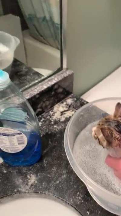 Big voice, Smol package