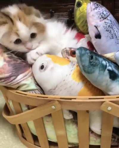 Toucha all the fishies