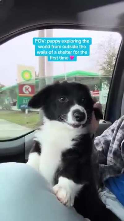 Puppy seeing the world for the first time outside of the shelter