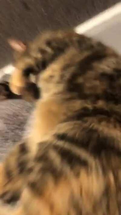 She likes to hang out while I run on the treadmill