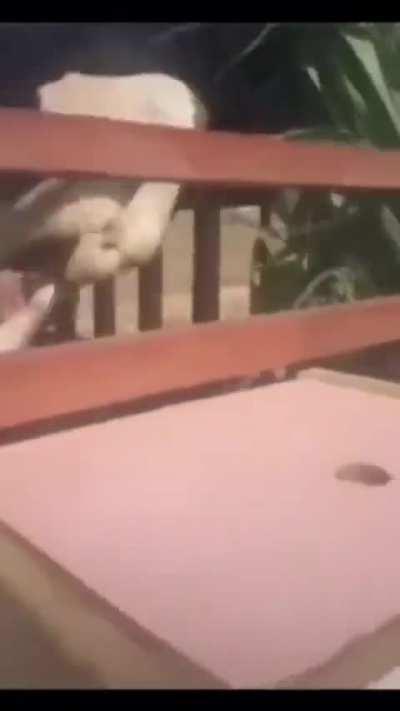 Man: Inshallah, he will be kabob.
Cow: