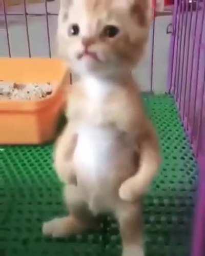 Stand Up Kitty