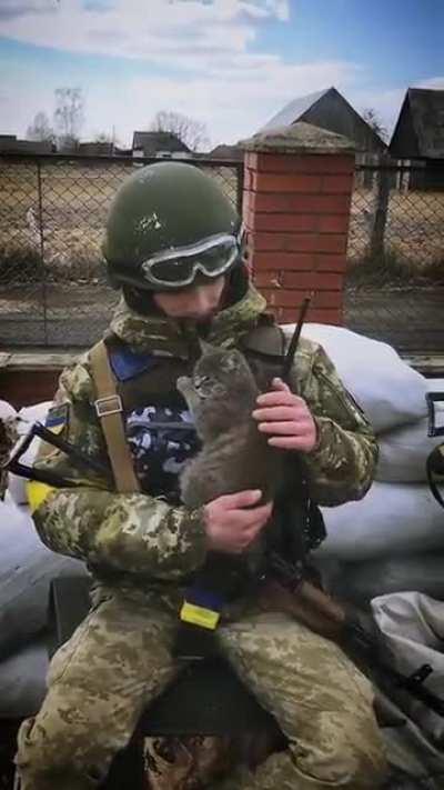 An abandoned cat on the front line, Ukraine