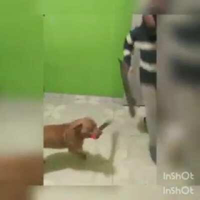 WCGW giving a machete to a dog