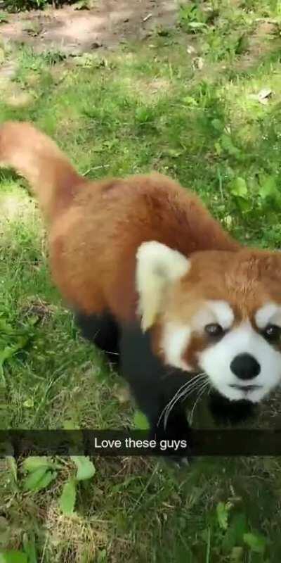 Friendly Red Panda Friend