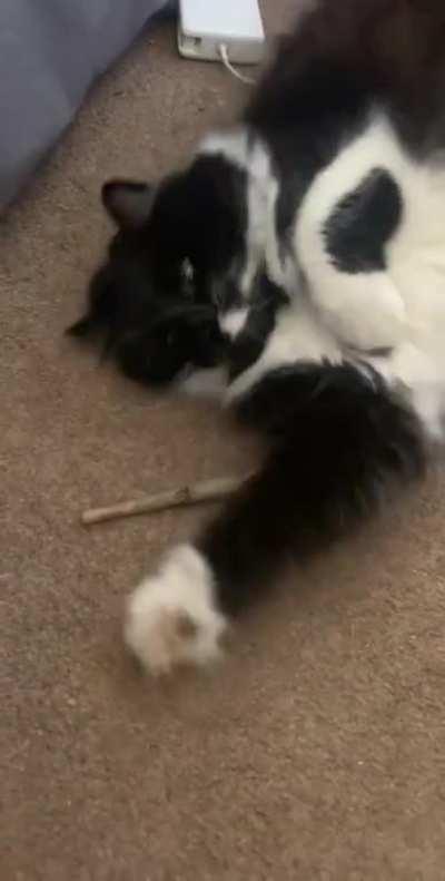 She always liked mine so I got her own one with catnip 😂