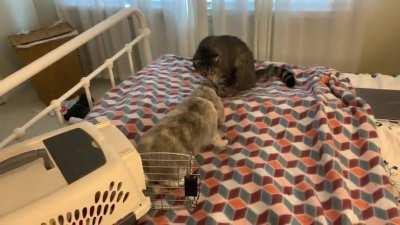 Smithers, release the hounds.