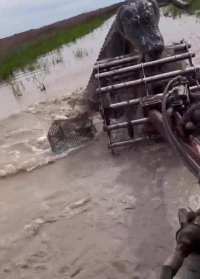 Farming in Louisiana, came across a water dog
