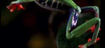 Frogs Jumping In SlowMotion
