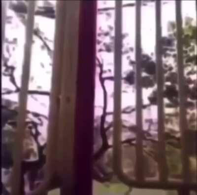 WCGW holding baby snake