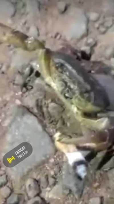 Cangrejo fumandose un verde 🌿🤑