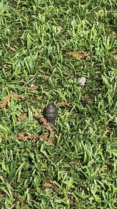 What’s this thing in my yard?