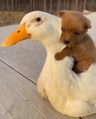 To the moon plz goose 🚀🚀🚀