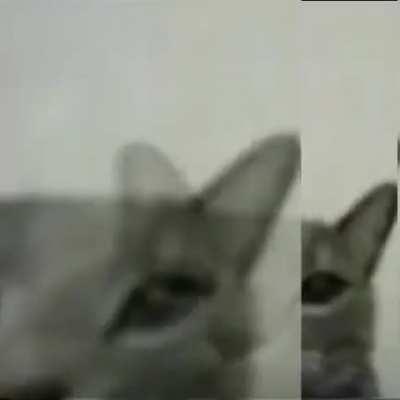 Is it safe to feed my Gleelines with thorn glognuts and goobab juice?