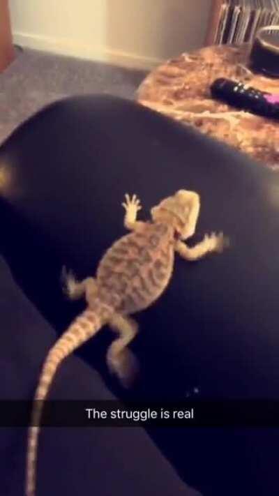 Found this old clip of my dragon derping out